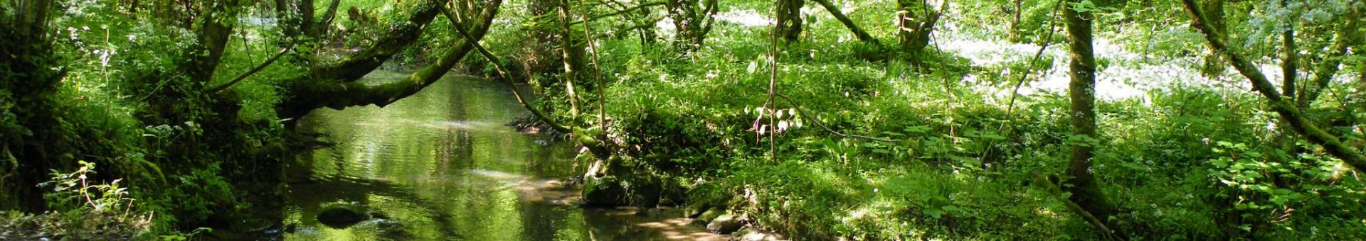 Photo of a river in woodland during summer.